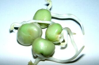 Proteína de Soja vs. Proteína de Ervilha