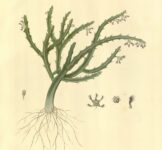 Caralluma fimbriata para perda de gordura