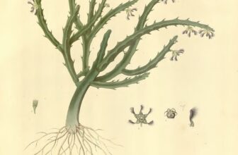 Caralluma fimbriata para perda de gordura