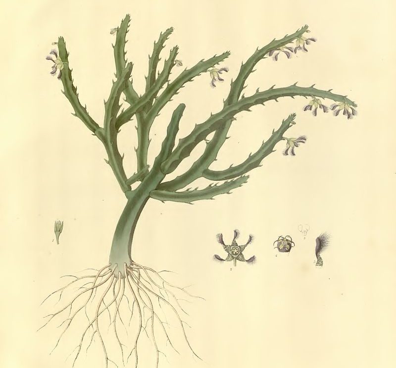 Caralluma fimbriata para perda de gordura