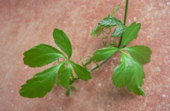 Gynostemma Pentaphyllum para perda de gordura