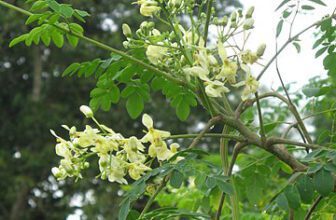 Moringa Oleifera para perda de gordura
