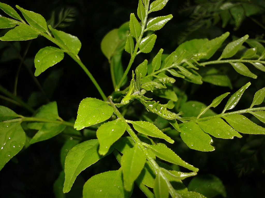 Moringa Oleifera para perda de gordura
