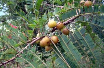 Triphala para perda de gordura - suplementos em revisão