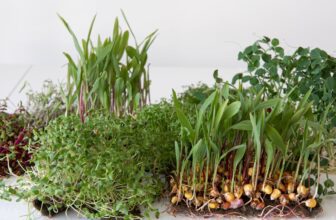 Um guia para ingredientes derivados da terra projetados para impulsionar seu desempenho