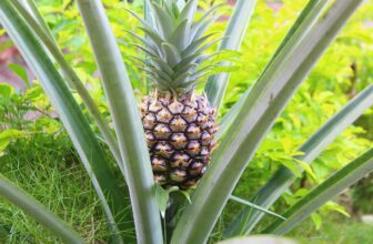 Bromelaína para a saúde das articulações