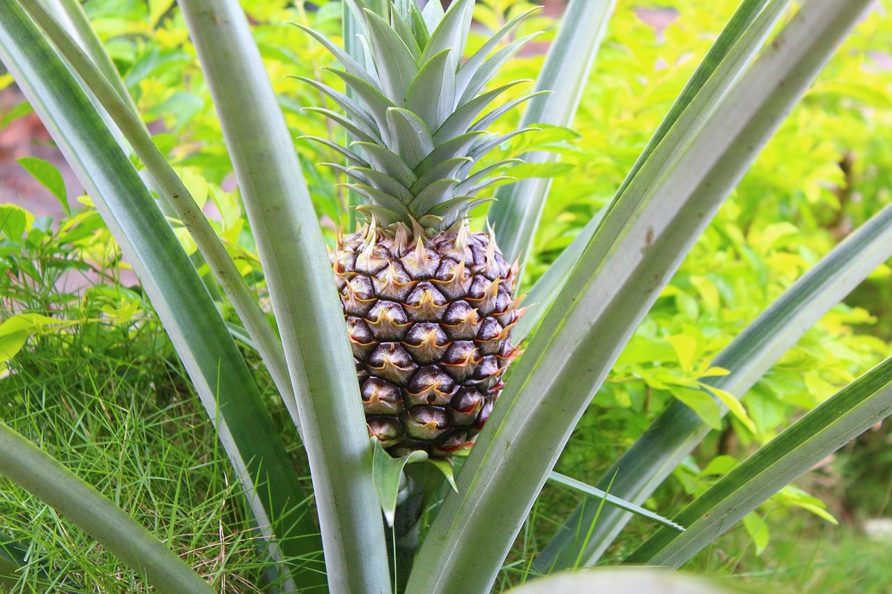 pineapple 2219801 1280